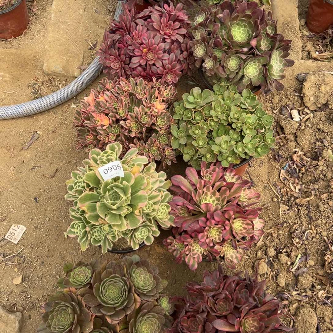 晨***柳906多肉  10颗