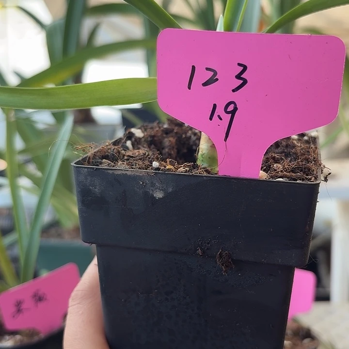 无花朵123朱顶红直径1.8