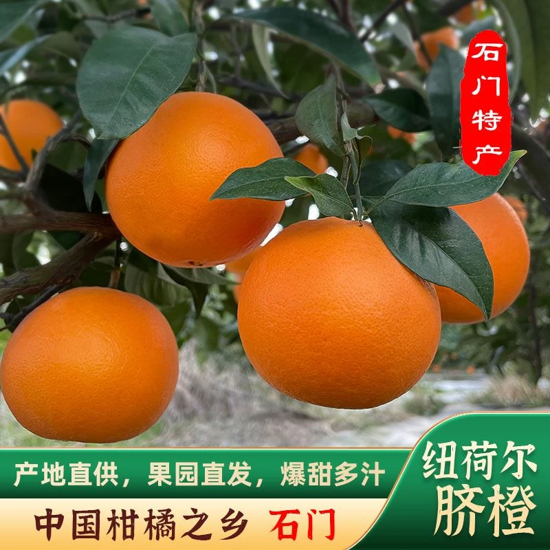 湖南石门纽荷尔脐橙当季橙子水果手剥甜橙果园现摘现发3/5/9斤装