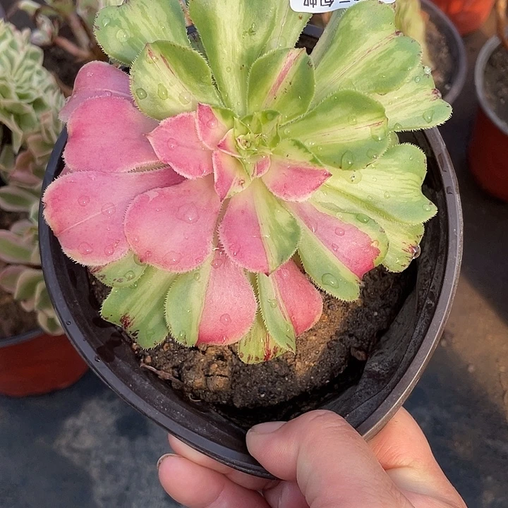 861嫁接知否多肉植物法师