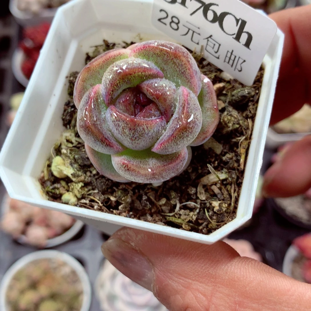 5厘米盆精控多肉3176