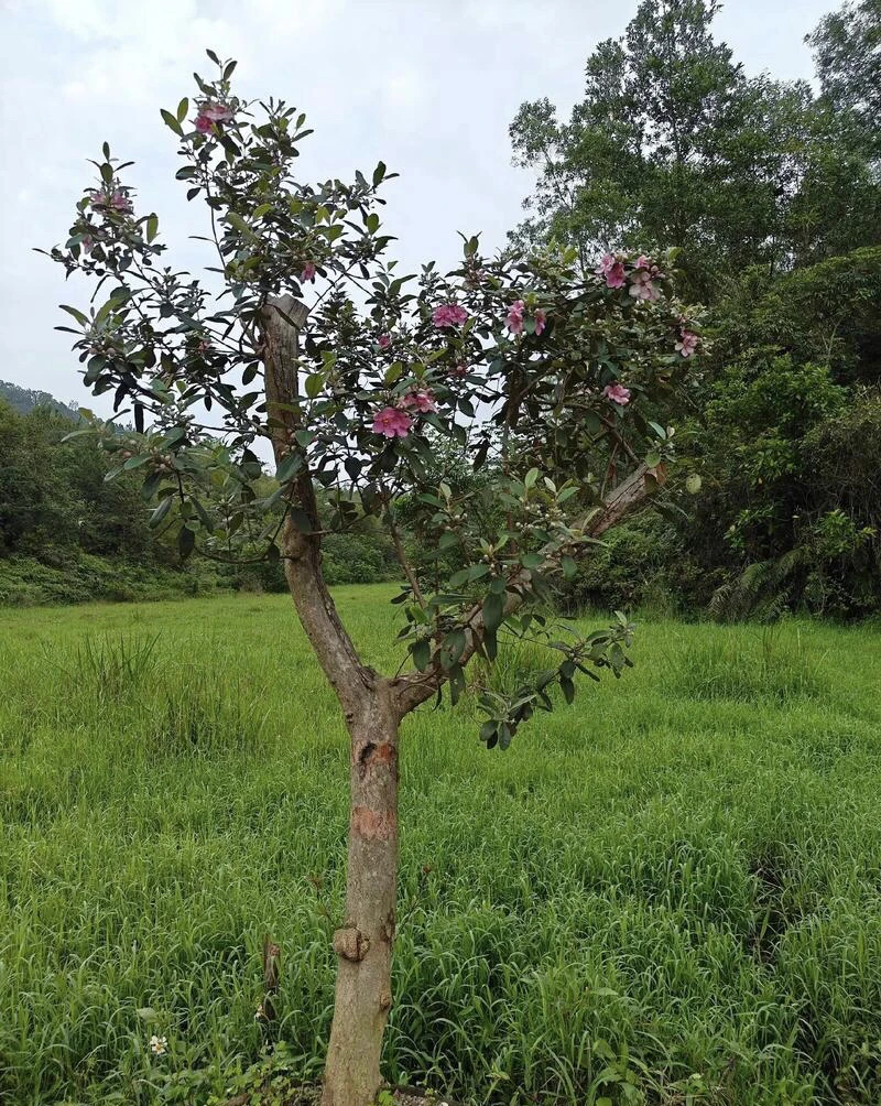 桃金娘铁包金龙船春花山吉等等大山里的好桩，直播售卖一物一拍