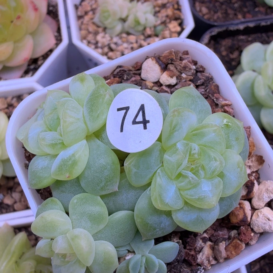 74号3头纸鸢一物一拍