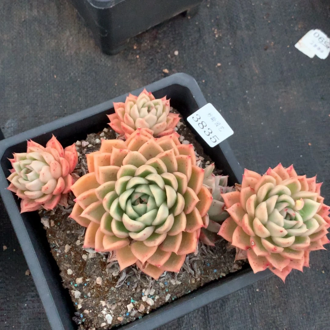 3835杂交多肉植物基地