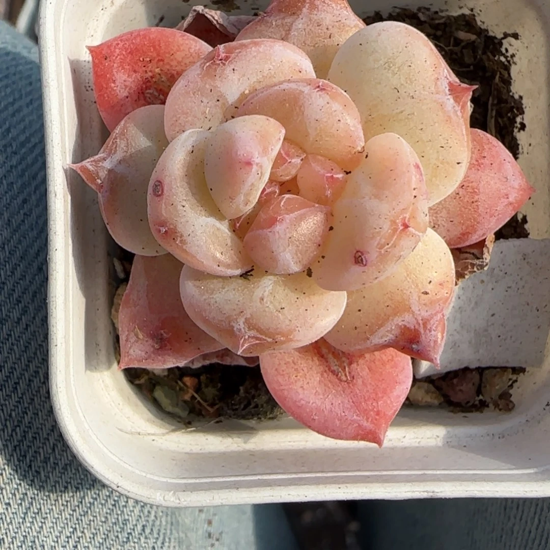小卡拉米糖心一物一拍
