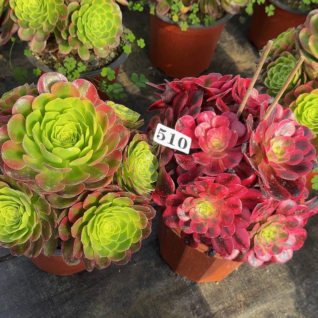 510两颗组合款福利价半木桩