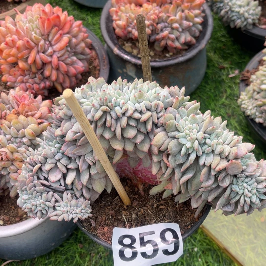 （***）859号189999999999