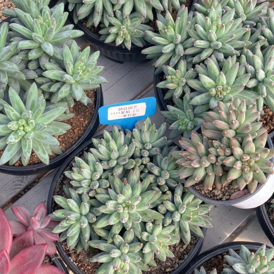 1111-2-超大母本伊卡鲁斯一颗