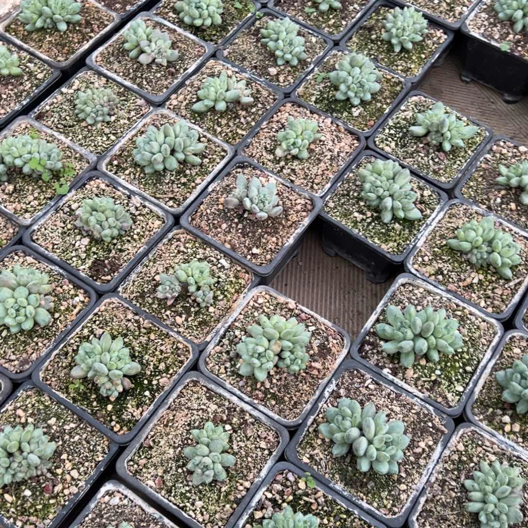 平***。一堆咖啡豆多肉植物60