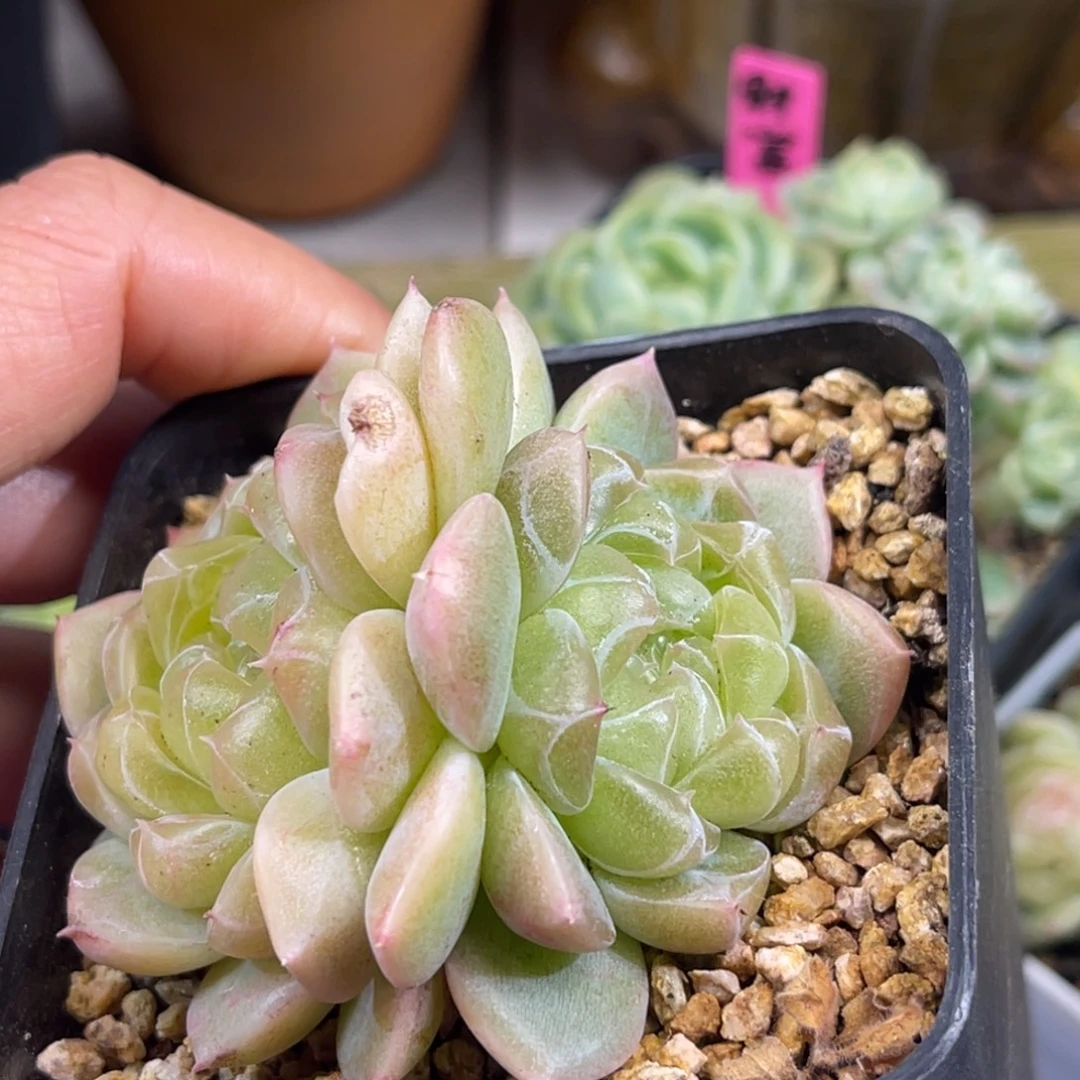 财富密码 泼天 7.5杯粉白底