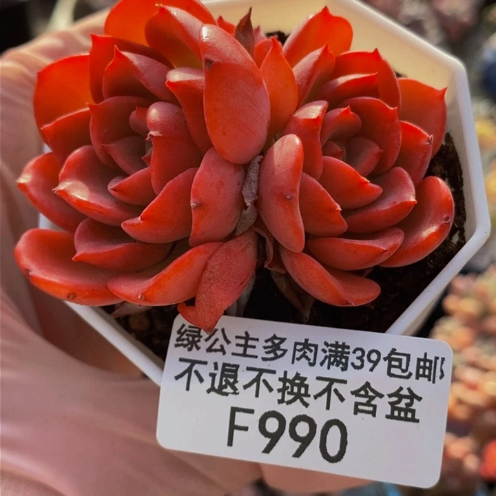 高贵5cm990多肉植物