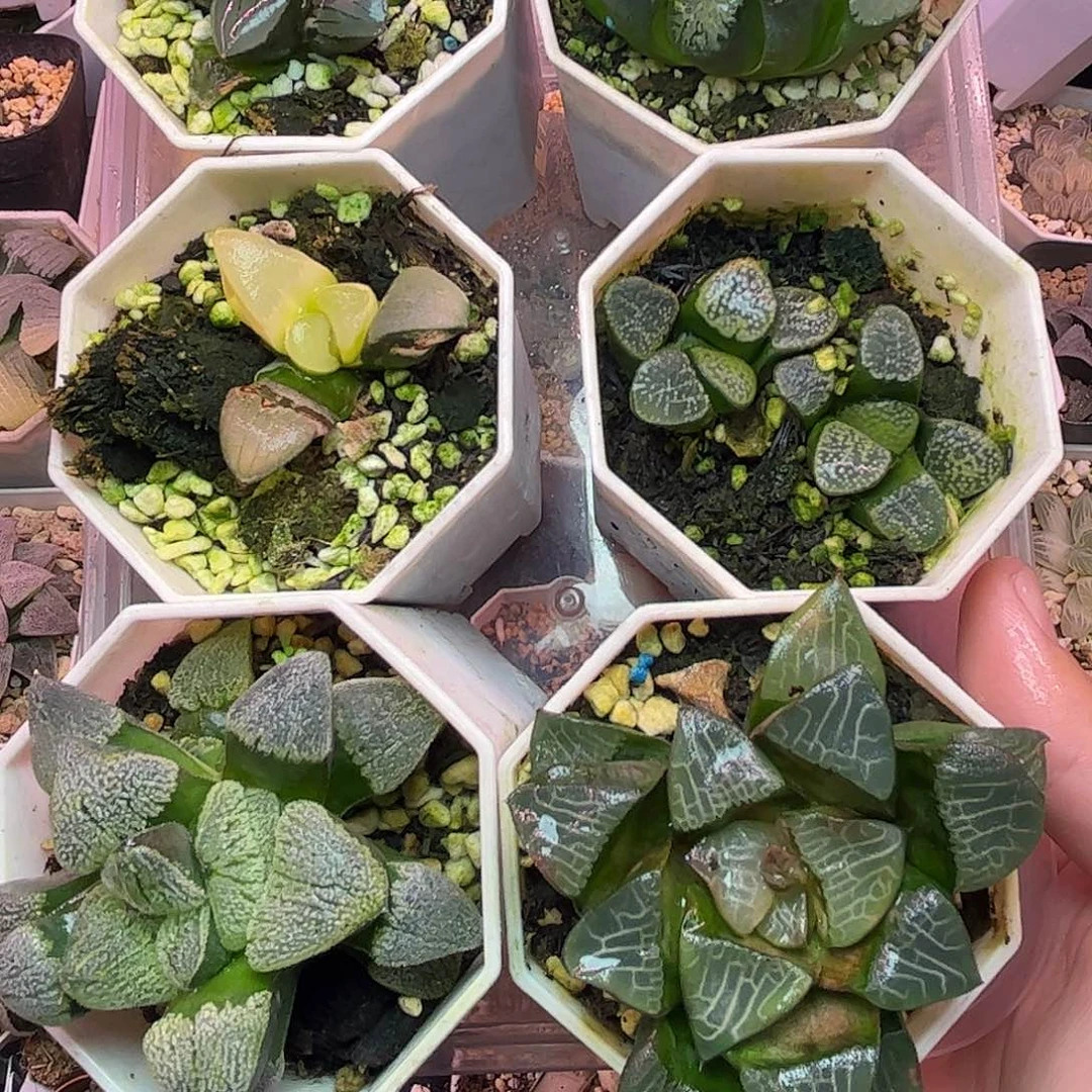 超值组合十二卷016