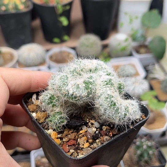 无花朵芳香丸缀化