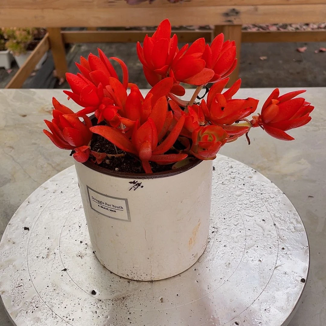 奇**术火炬多肉植物群