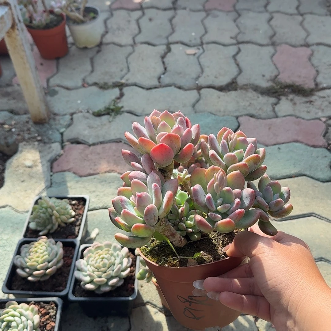 灰姑娘多肉植物精品