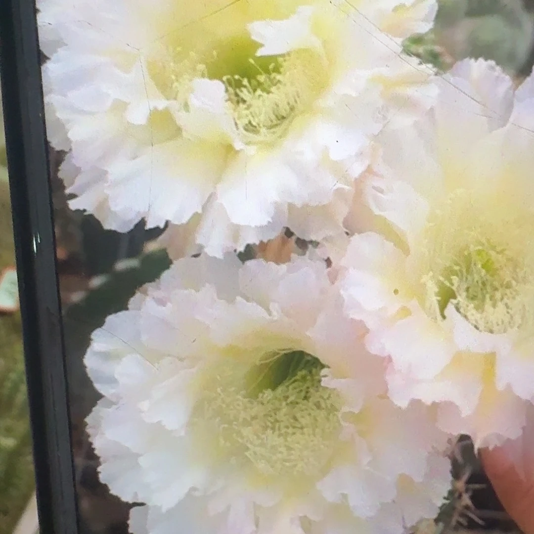 卷可可侧芽4公分彩草