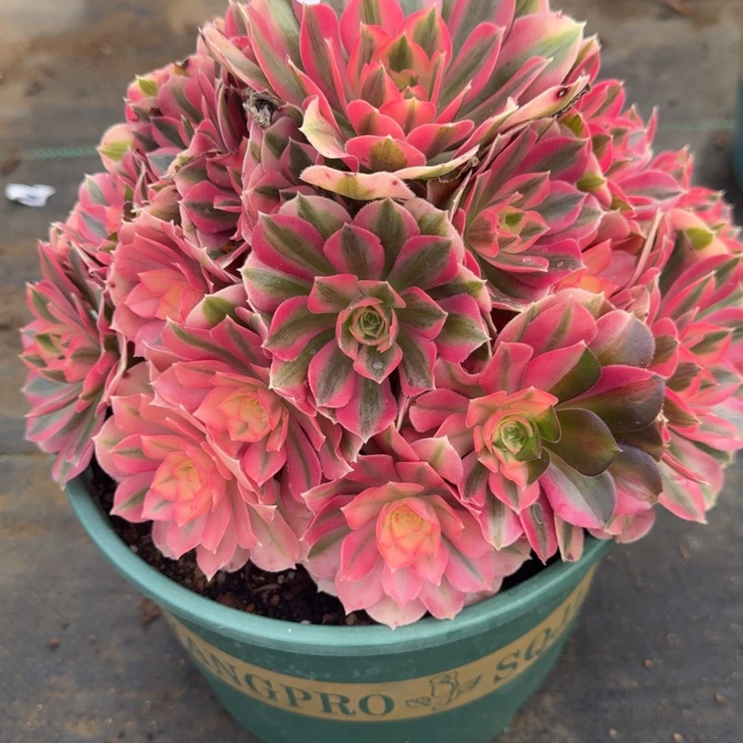 836女巫多肉植物