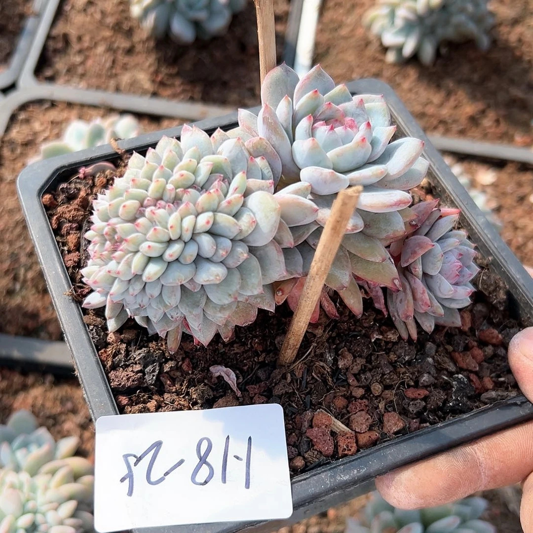 118-25橙子缀化多肉