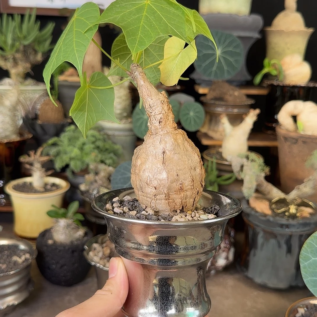 一物一拍泰国火桐320