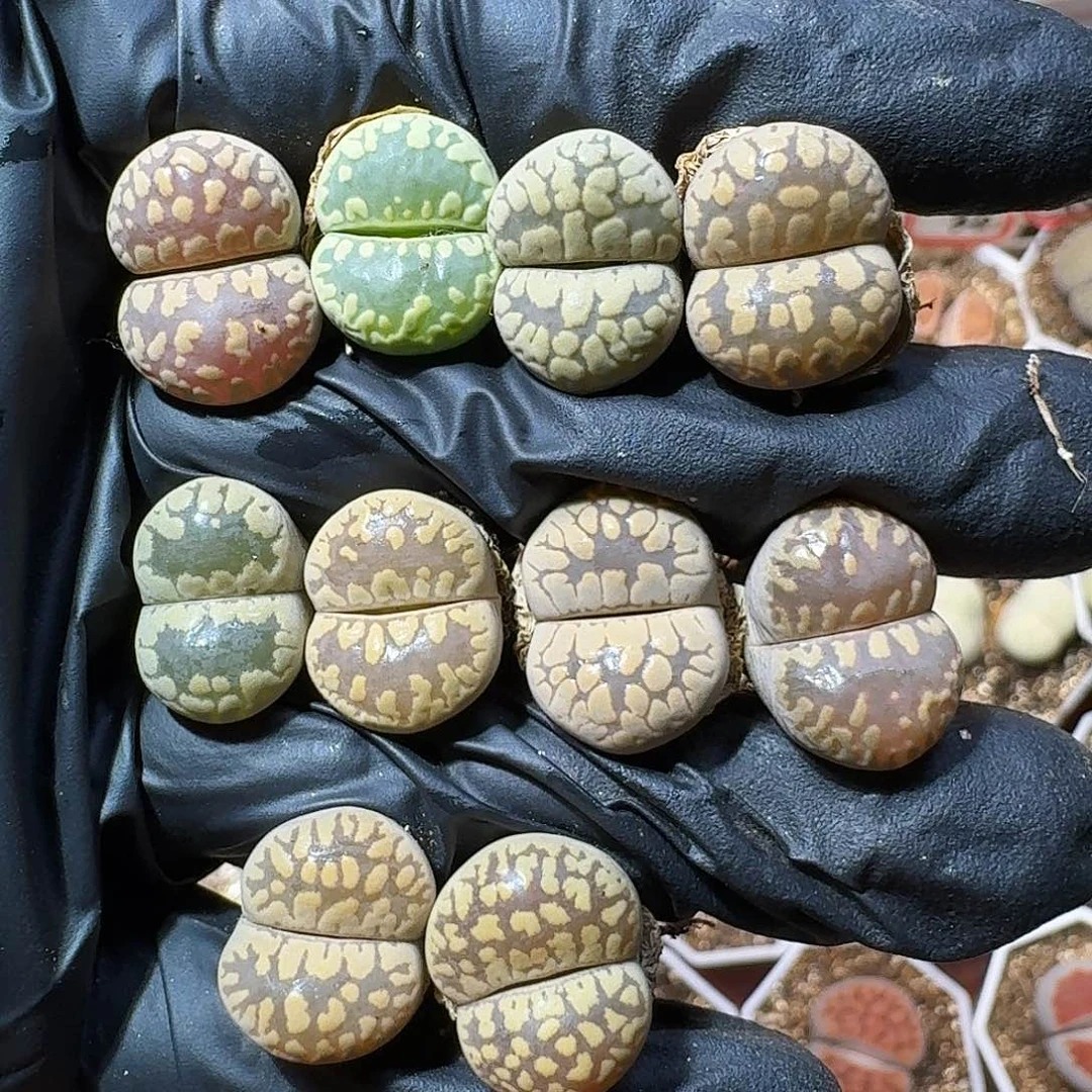 生石花等植物111111111。   79