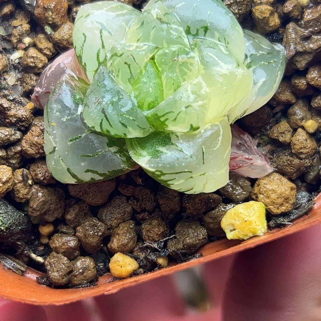 龙珠锦十二卷多肉植物