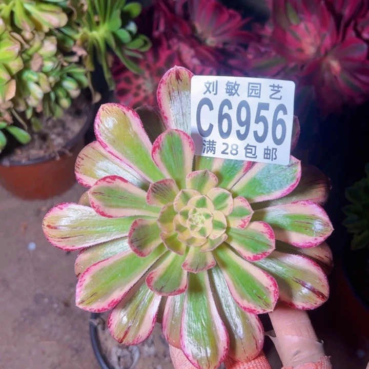 6956多肉植物法师法师