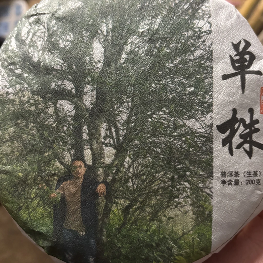 2024年头春古树单株200克