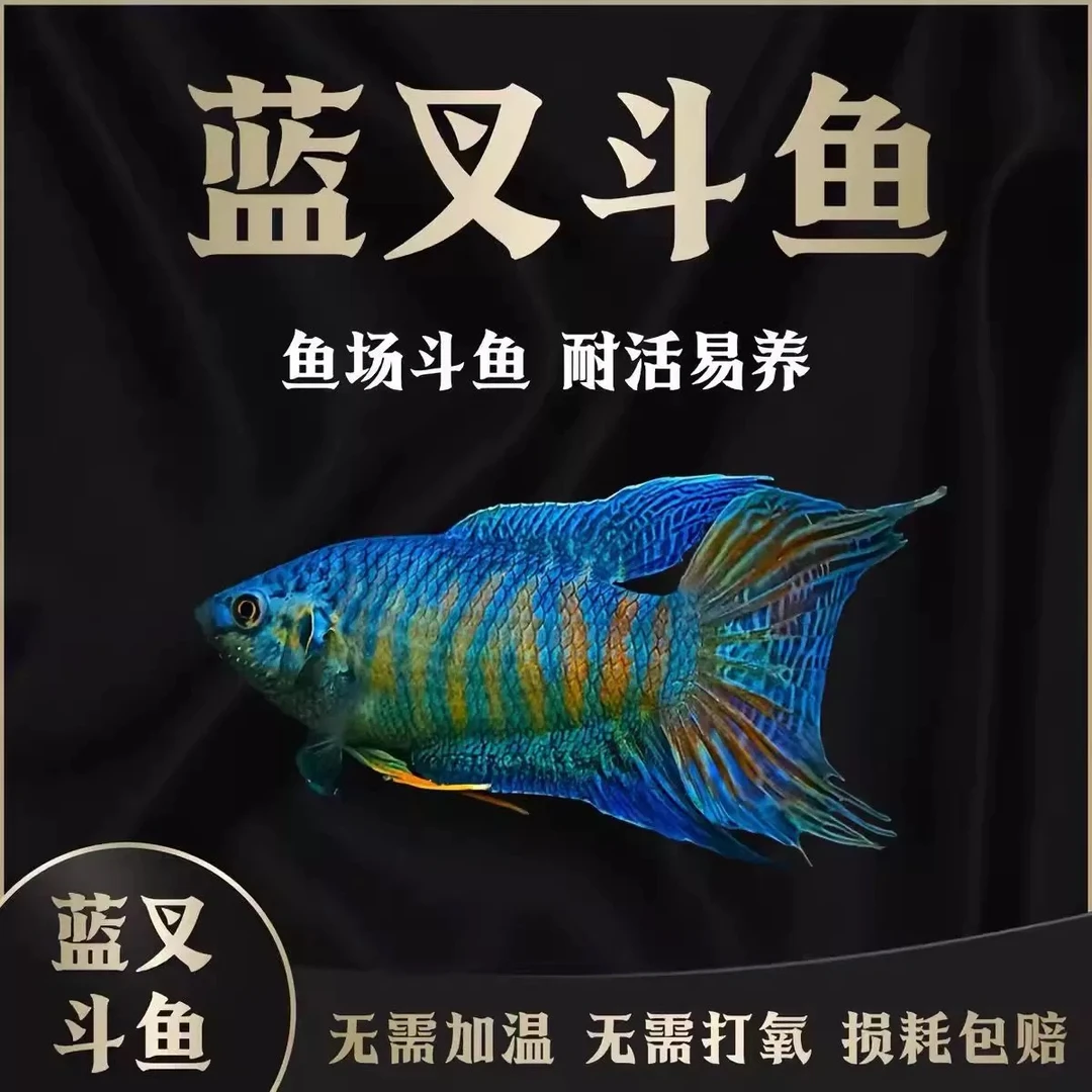 (5条6-7公分）中国斗鱼蓝叉斗鱼活体冷水观赏鱼小型淡水好养耐活