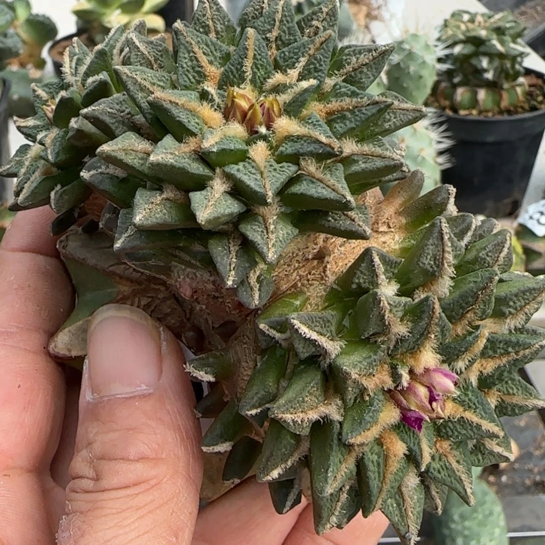 无花朵大个三头黑牡丹954