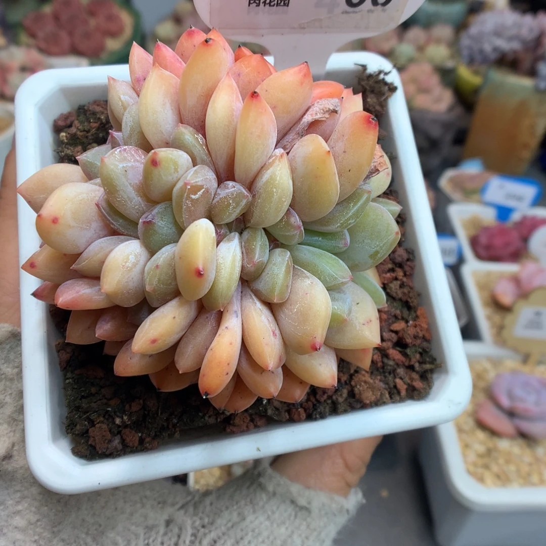 66黄皮梦露石化缀化多肉