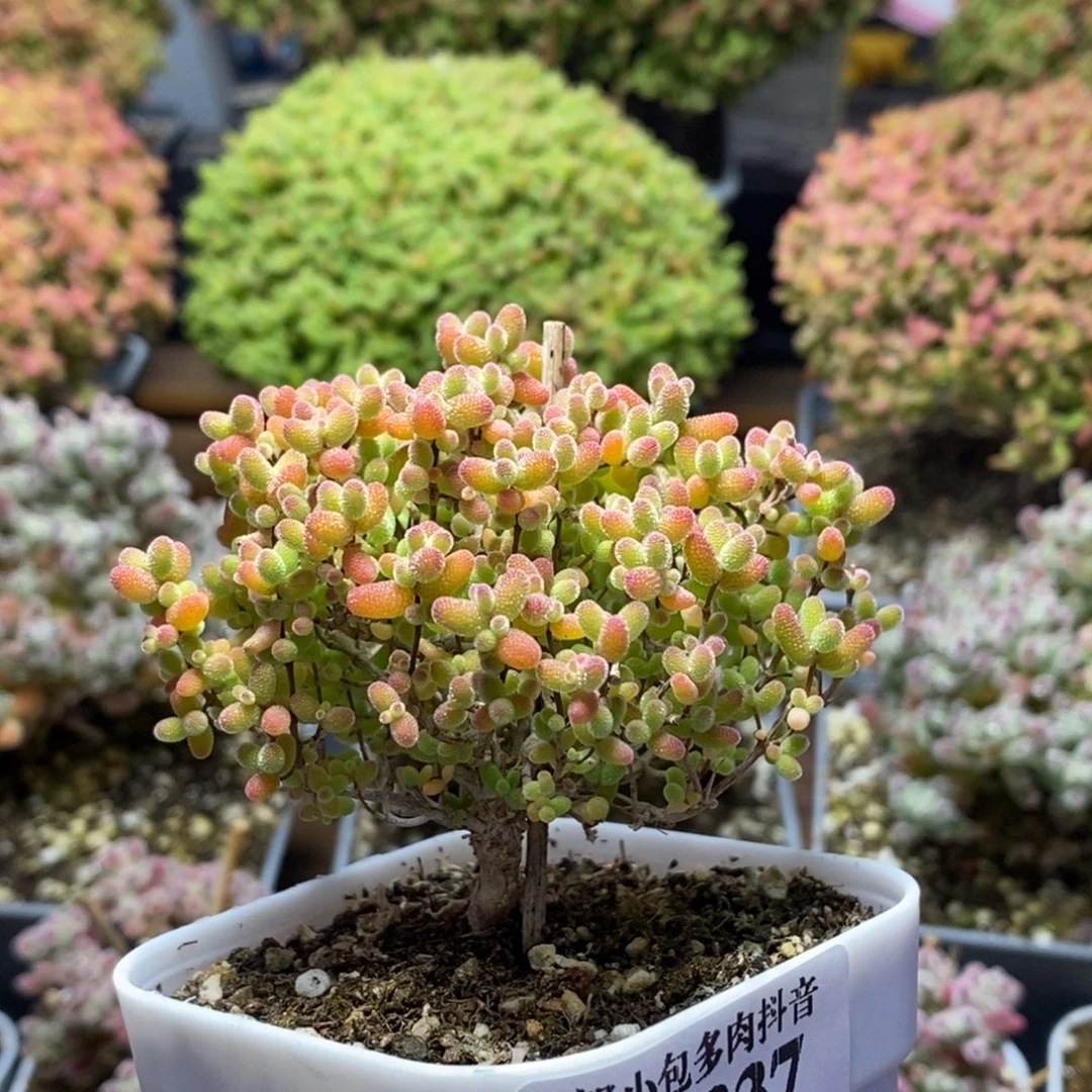 蜜橘糖球4337枝干番杏