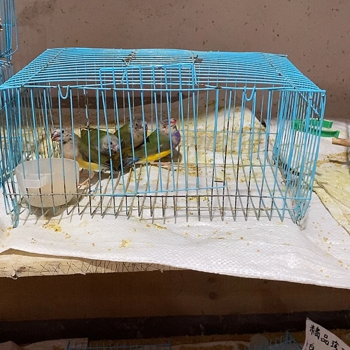 文鸟A****尼特价普彩两对，包活到家