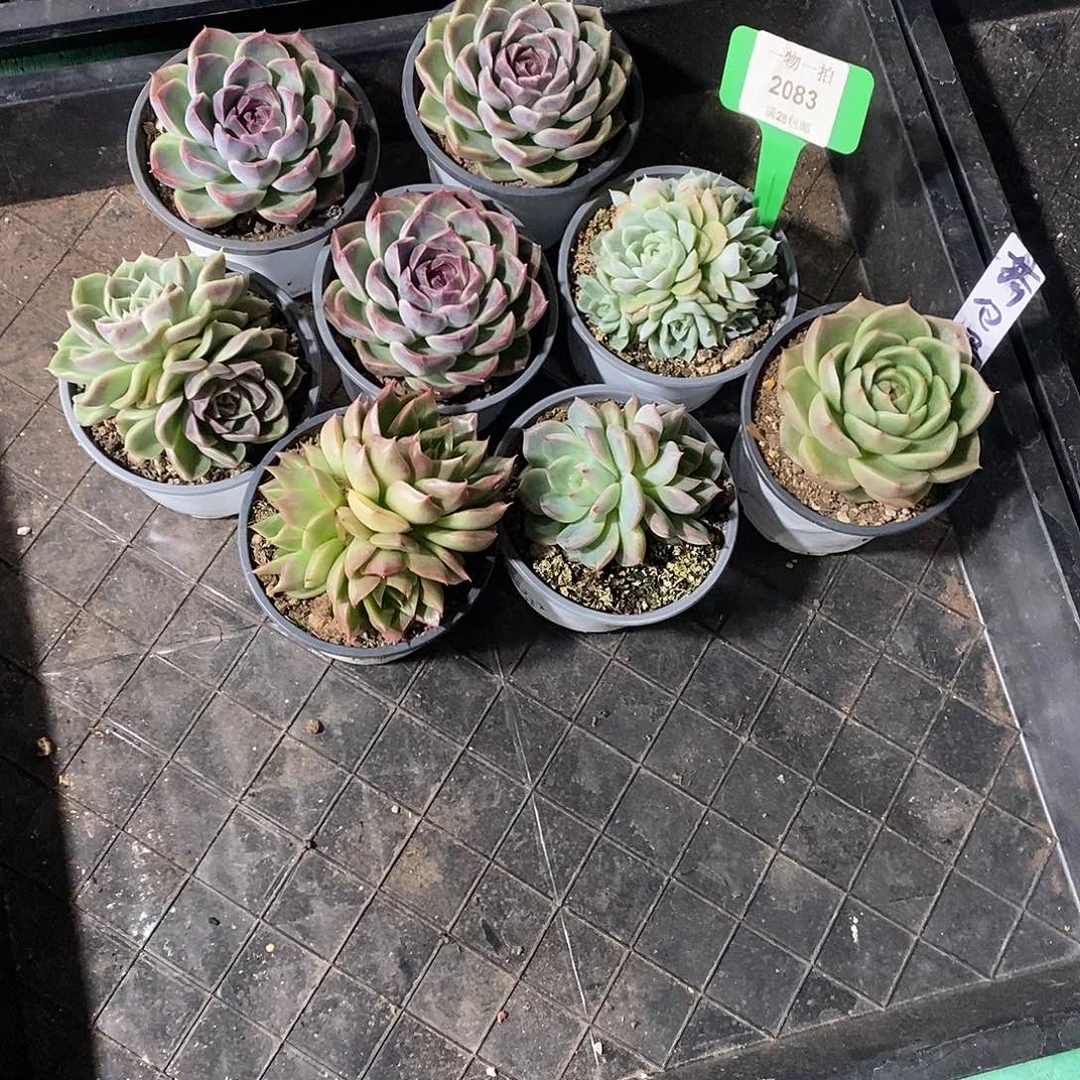 荷***蛋2083。  8颗发货。