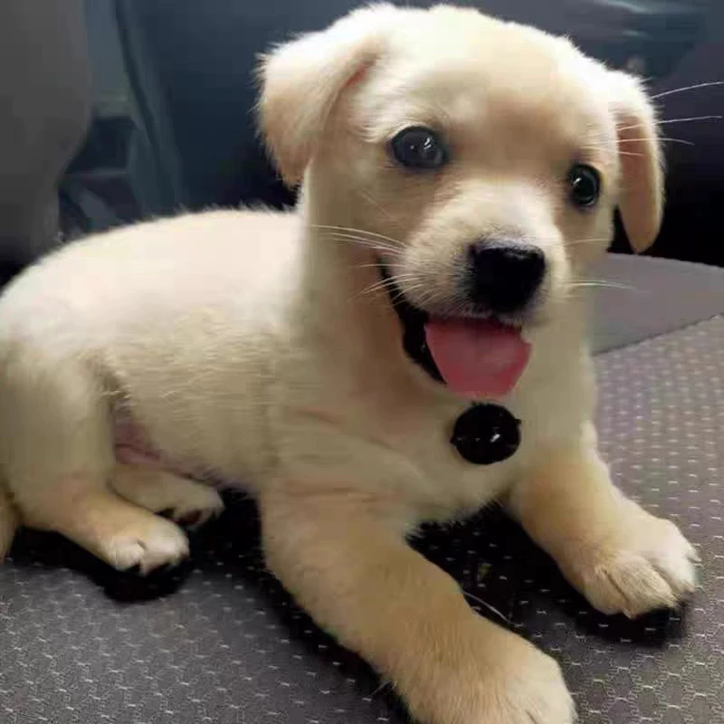 中华田园犬活体纯白田园犬幼犬看家犬