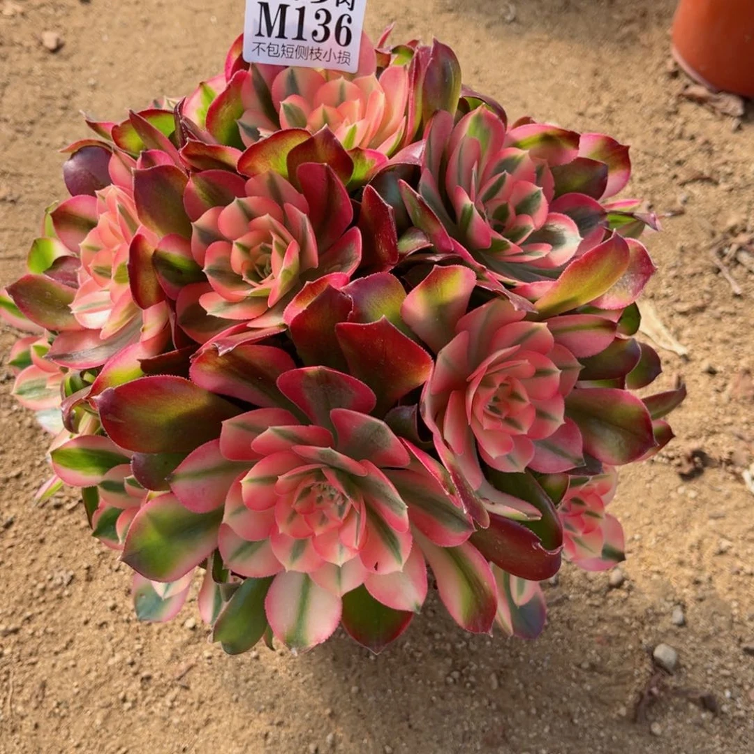 静**生136香妃 冠幅25左右