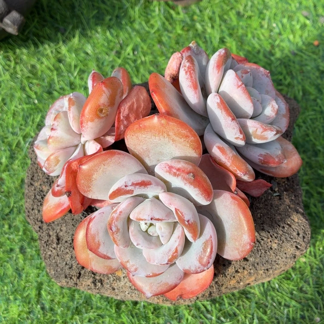 多肉植物 奶茶一物一拍-4