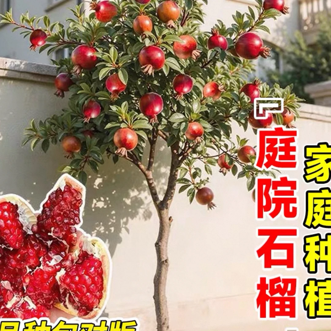 石榴树树苗突尼斯软籽盆栽地栽庭院果树南北方种植特大甜石榴树苗