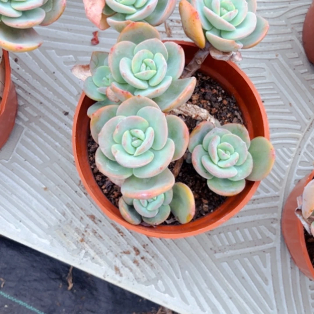 【闪购商品】大**风白凤