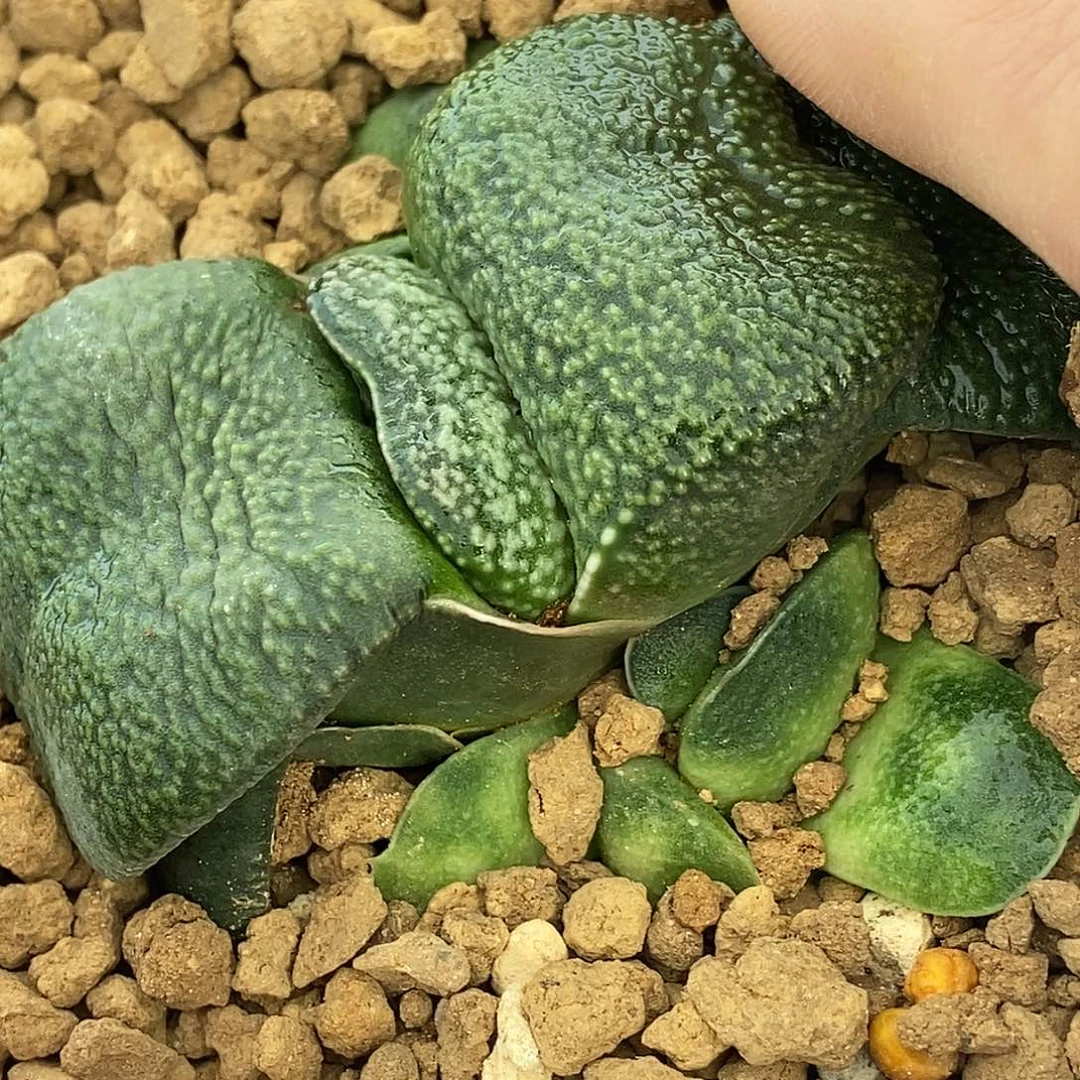 822实生选拔特军配蝴蝶叶大白珍珠釉带3个侧牙带盆发货