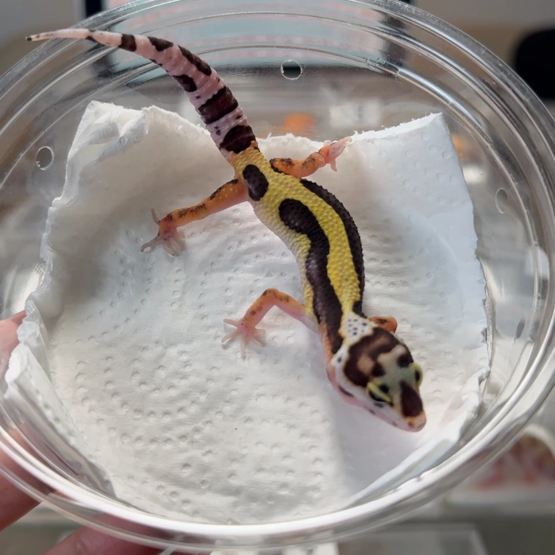 豹纹守宫土匪母温