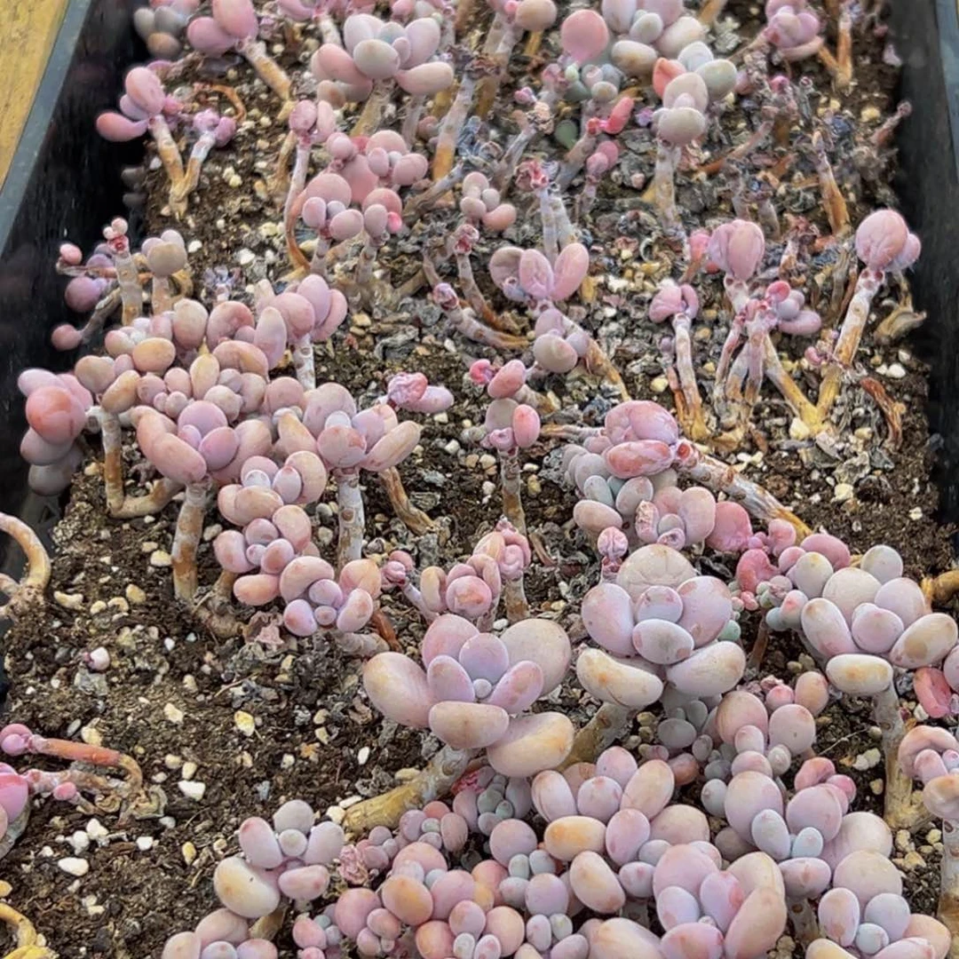 004脱土发货多肉多