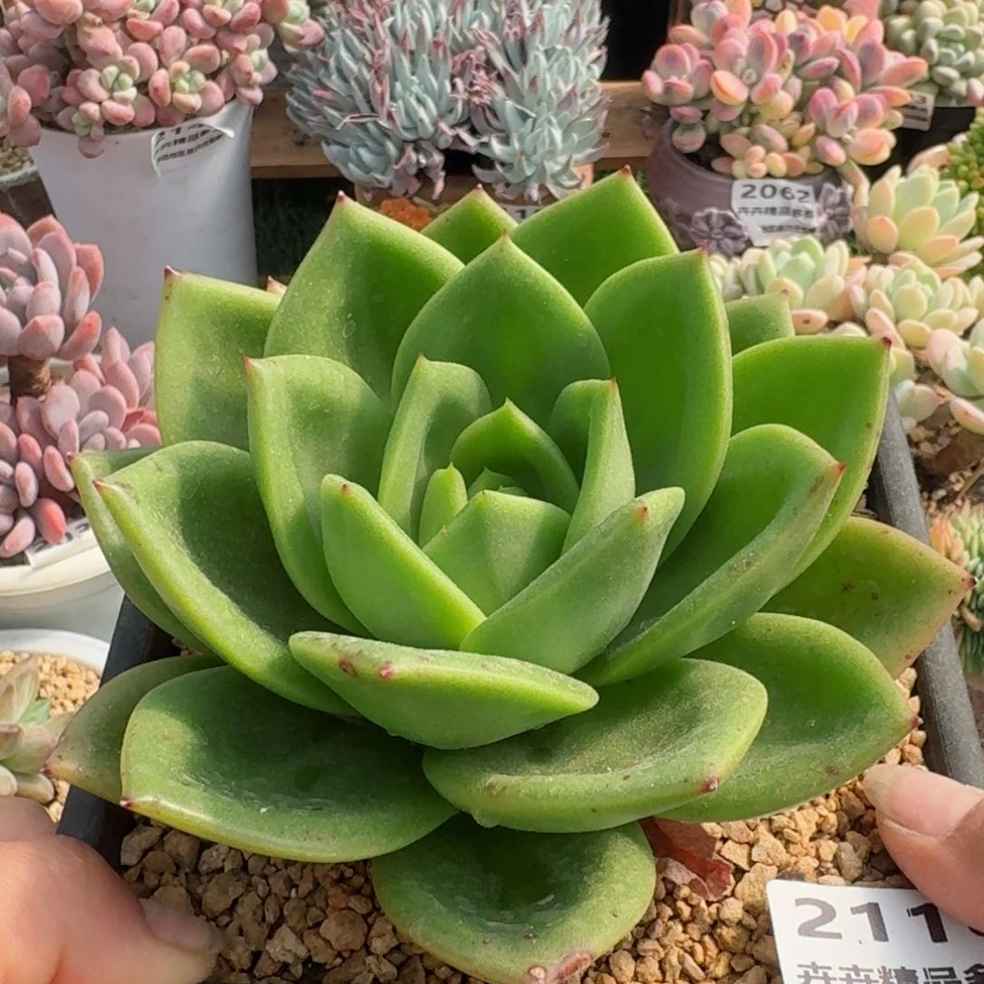 2116一物一拍（满28包邮）