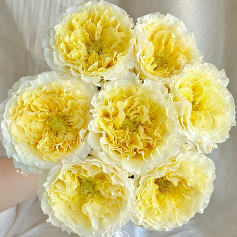 【碧翠丝】玫瑰【3单包邮顺丰空运/95%市区次日达】