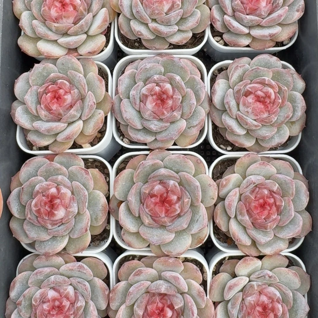 1122-14-假招牌堡量拍