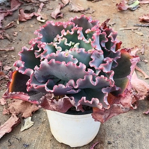 ?**?多肉植物水平杂交 1 棵