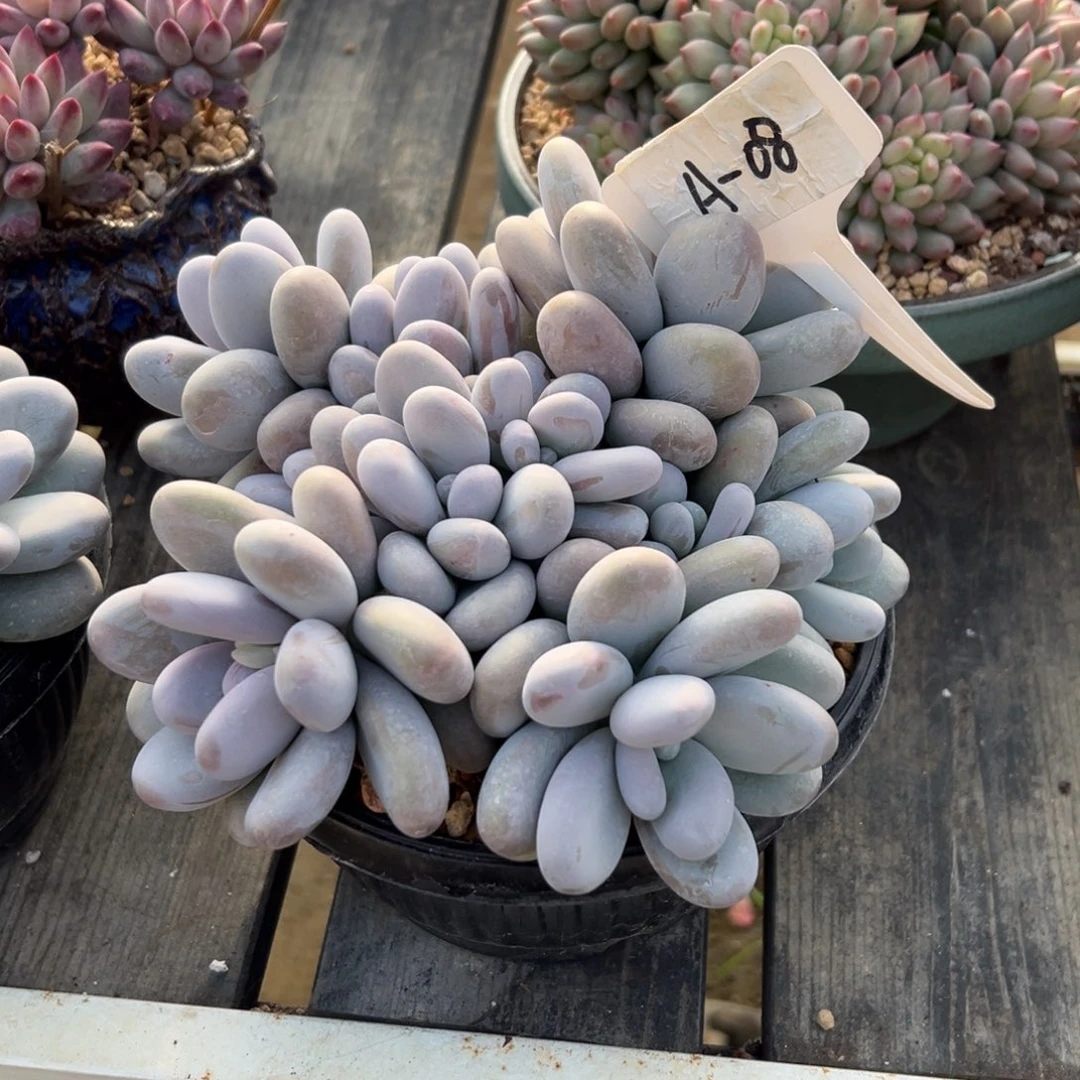 白***白奶酪08号一物一拍