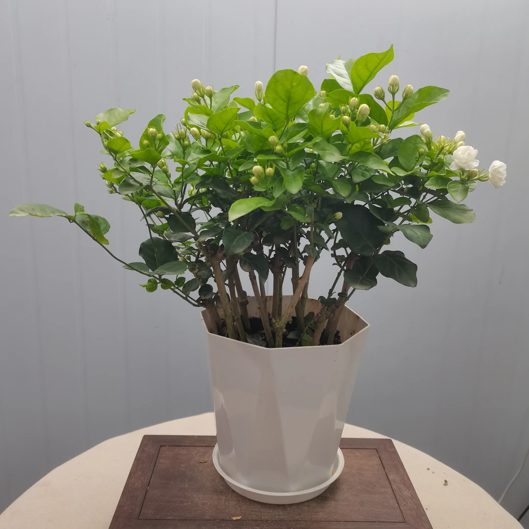 香水味茉莉花盆栽四季开花带花苞好养绿植