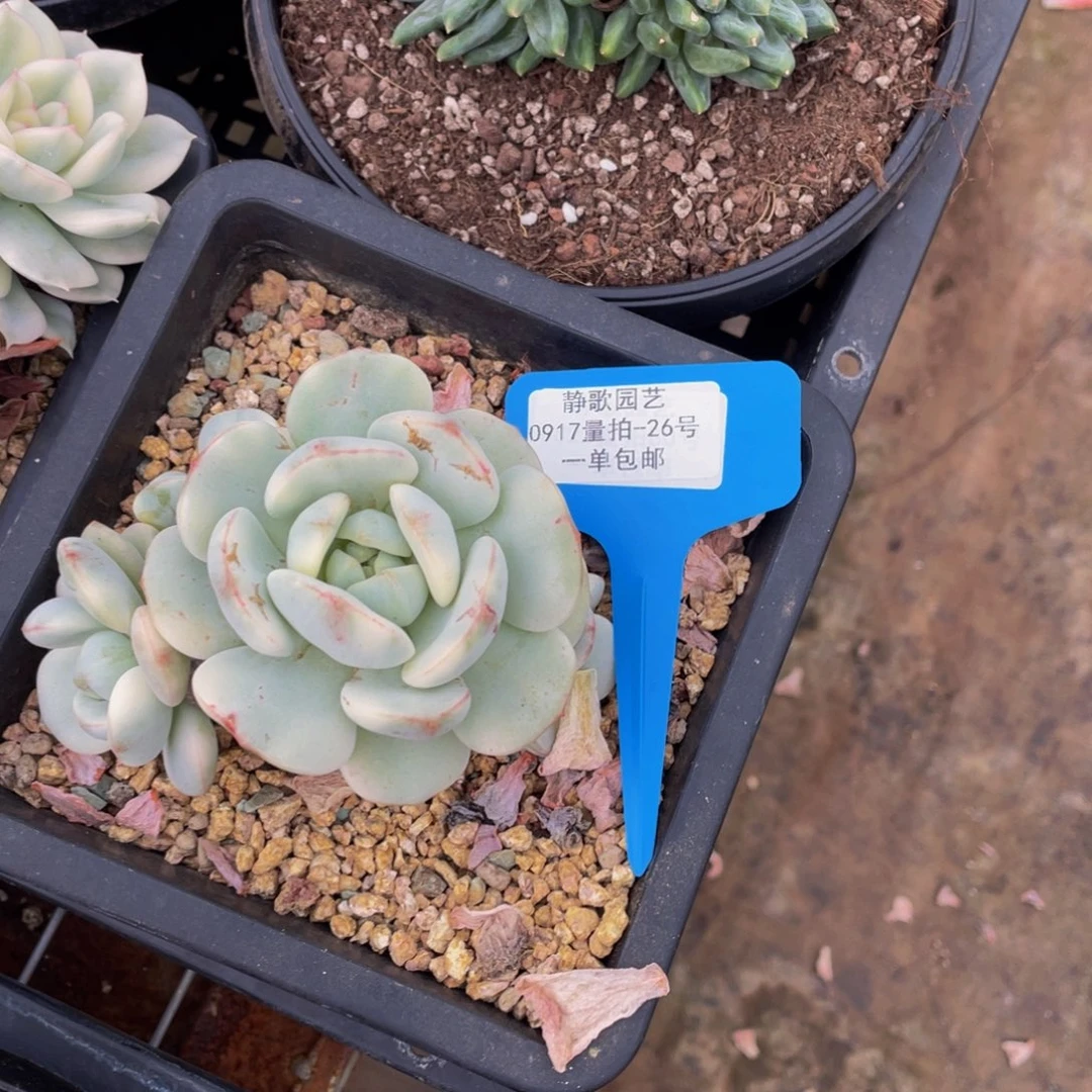 0917-26-香草锦老桩一刻