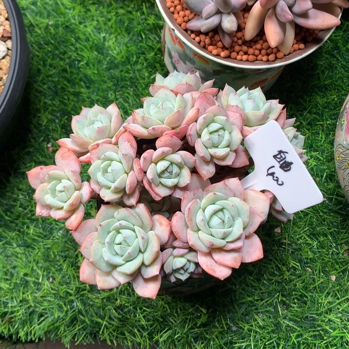 自***在恋曲朵缀小树发货
