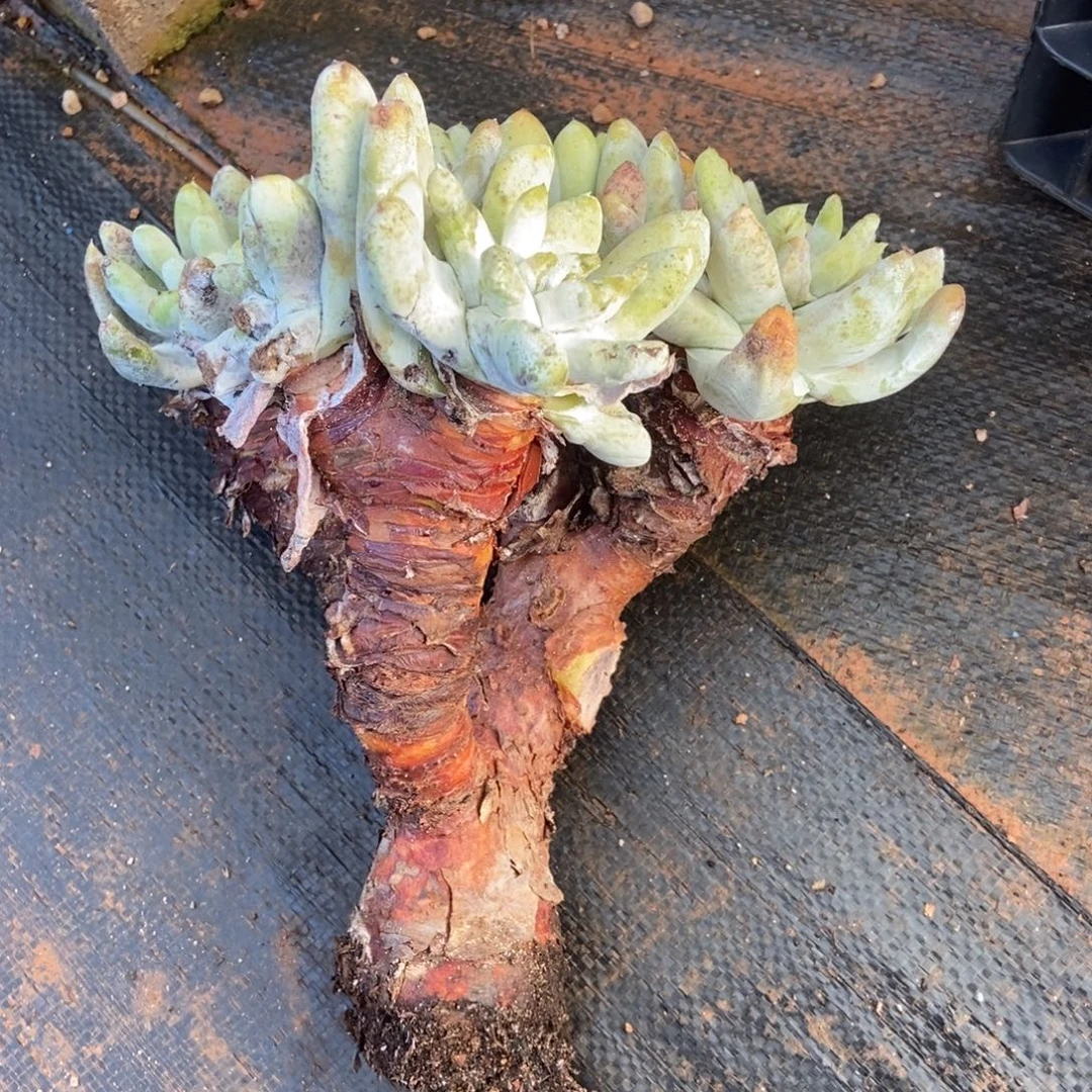 处理拇指多肉植物啦啦啦